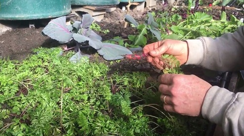 Kleine Karotte muss noch wachsen