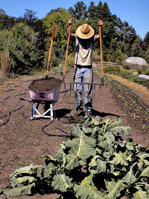 Paul Kaiser belüftet Felder mit
Rechenspaten Paul Kaiser
belüftet Felder mit Rechenspaten