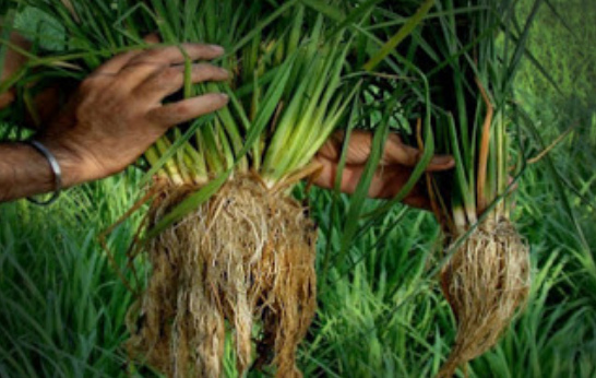 Reisanbau
                          mit der SRI-Methode ergibt bis zu viermal so
                          viel Reis