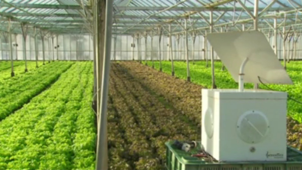 Treibhaus mit
          einfacher Meditations-Klaviermusik aus Lautsprechern wirkt
          gegen Pilzbefall