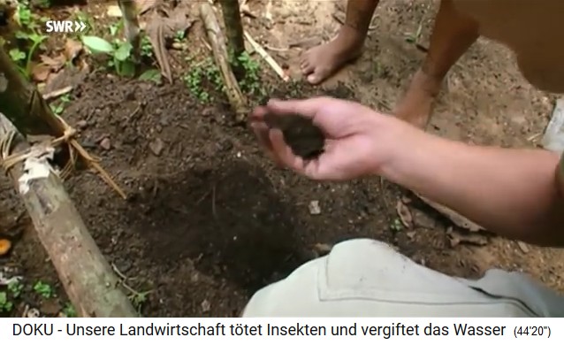 Amazonasbecken: Komposterde mit
                        Holzkohle "Terra Preta"
                        (portugiesisch: Schwarze Erde)