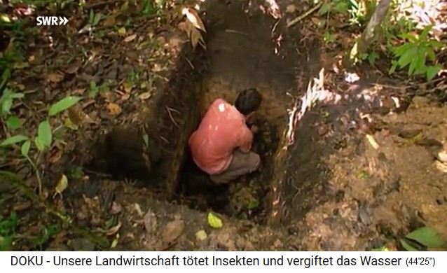 Amazonasbecken: Die Humusschicht mit Terra
                        Preta ist teilweise meterdick