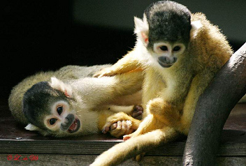 Bolivianische Totenkopf�ffchen im
                          Affenzoo in Apeldoorn