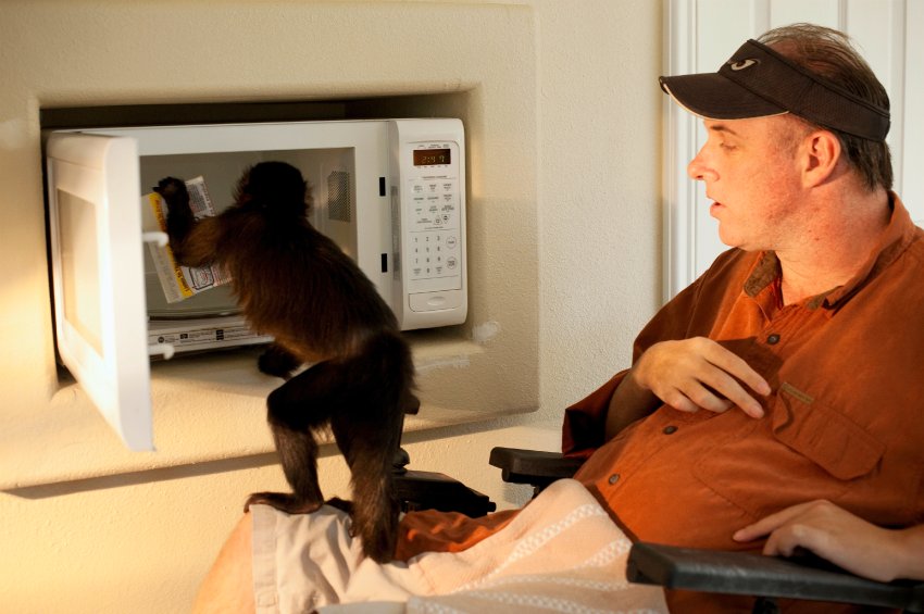 Kapuzineraffe bedient
                          Mikrowelle