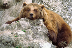 Ein ruhender
              B�r ist wie eine unkontrollierbare Zeitbombe. Man weiss
              nie, wann sie explodiert. Und manche glauben das erst,
              wenn sie selber von einem B�r angegriffen wurden, z.B. die
              "Umweltsch�tzer", die in den St�dten ohne B�ren
              leben...