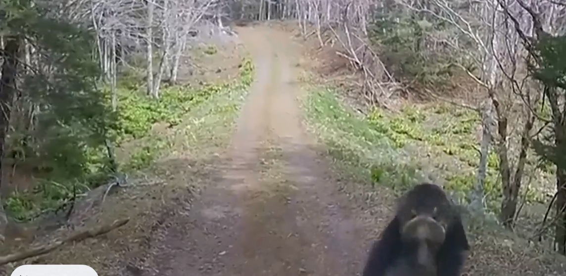 Bärenangriff in Nemuro
(Nordjapan) am 3.5.2024: auf einem
Feldweg im Wald gegen ein Auto:
Aggressive Bärin greift Auto von
Ausflüglern an: Windschutzscheibe
demoliert Bärenangriff in Nemuro
(Nordjapan) am 3.5.2024: auf einem
Feldweg im Wald gegen ein Auto:
Aggressive Bärin greift Auto von
Ausflüglern an: Windschutzscheibe
demoliert