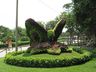 Pflanzenschmetterling (01) Pflanzenschmetterling (01)