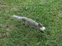 Eichhörnchen
mit Mais am Eingang des Botanischen Gartens,
Zoom Eichhörnchen mit Mais am Eingang des
Botanischen Gartens, Zoom
