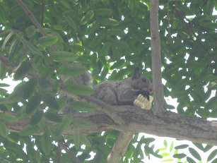 Das
Eichhörnchen frisst das Stück Maiskolben auf
einem Baum Das Eichhörnchen frisst das Stück
Maiskolben auf einem Baum
