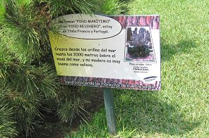 Botanischer Garten im
"Legendenpark" in Lima, die Tafel
der Seekiefer Botanischer Garten im
"Legendenpark" in Lima, die Tafel
der Seekiefer