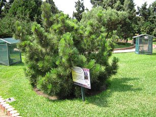 Botanischer Garten im
"Legendenpark" in Lima, Seekiefer
(01) Botanischer Garten im
"Legendenpark" in Lima, Seekiefer
(01)