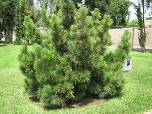 Botanischer Garten im
"Legendenpark" in Lima, Seekiefer
(02) Botanischer Garten im
"Legendenpark" in Lima, Seekiefer
(02)