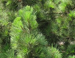 Botanischer Garten im
"Legendenpark" in Lima,
Seekiefernadeln, Nahaufnahme Botanischer Garten im
"Legendenpark" in Lima,
Seekiefernadeln, Nahaufnahme