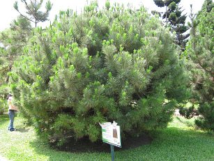 Botanischer Garten im
"Legendenpark" in Lima, Pinie Botanischer Garten im
"Legendenpark" in Lima, Pinie