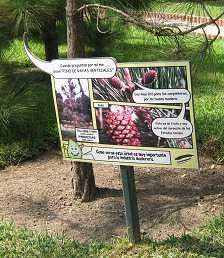 Botanischer Garten im
"Legendenpark" in Lima, Tafel der
Elliot-Kiefer Botanischer Garten im
"Legendenpark" in Lima, Tafel der
Elliot-Kiefer