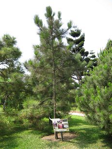 Botanischer Garten im
"Legendenpark" in Lima,
Elliot-Kiefer Botanischer Garten im
"Legendenpark" in Lima,
Elliot-Kiefer