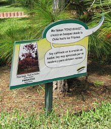 Botanischer Garten im
"Legendenpark" in Lima, Tafel der
Khasi-Kiefer Botanischer Garten im
"Legendenpark" in Lima, Tafel der
Khasi-Kiefer
