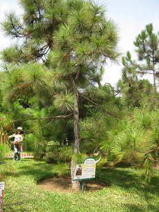 Botanischer Garten im
"Legendenpark" in Lima,
Khasi-Kiefer Botanischer Garten im
"Legendenpark" in Lima,
Khasi-Kiefer
