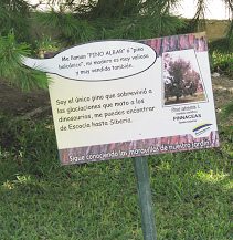 Botanischer Garten im
"Legendenpark" in Lima, Tafel der
Waldkiefer Botanischer Garten im
"Legendenpark" in Lima, Tafel der
Waldkiefer