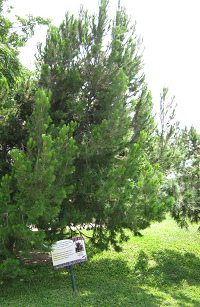 Botanischer Garten im
"Legendenpark" in Lima, Waldkiefer Botanischer Garten im
"Legendenpark" in Lima, Waldkiefer