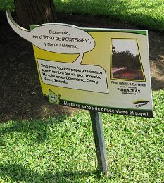 Botanischer Garten im
"Legendenpark" in Lima, Tafel der
Monterrey-Kiefer Botanischer Garten im
"Legendenpark" in Lima, Tafel der
Monterrey-Kiefer