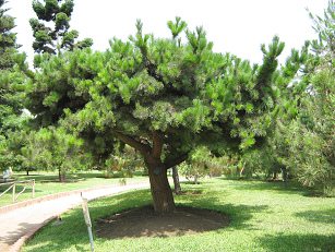 Botanischer Garten im
"Legendenpark" in Lima,
Monterrey-Kiefer Botanischer Garten im
"Legendenpark" in Lima,
Monterrey-Kiefer