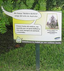 Botanischer
Garten im "Legendenpark" in Lima,
Tafel der Queensland-Araukarie Botanischer Garten im
"Legendenpark" in Lima, Tafel der
Queensland-Araukarie