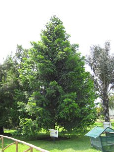 Botanischer
Garten im "Legendenpark" in Lima,
Queensland-Araukarie Botanischer Garten im
"Legendenpark" in Lima,
Queensland-Araukarie