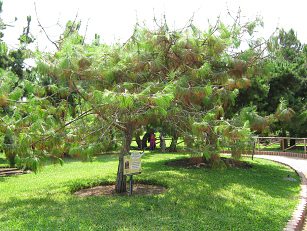 Botanischer Garten im
"Legendenpark" in Lima, Pinus
Oocarpa Botanischer Garten im
"Legendenpark" in Lima, Pinus
Oocarpa
