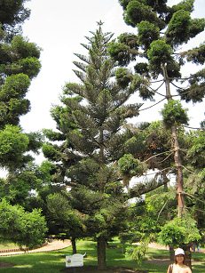 Botanischer Garten im
"Legendenpark" in Lima, Zimmertanne Botanischer Garten im
"Legendenpark" in Lima, Zimmertanne