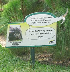 Botanischer
Garten im "Legendenpark" in Lima,
Tafel des Baums Pinus devoniana Botanischer Garten im
"Legendenpark" in Lima, Tafel des
Baums Pinus devoniana