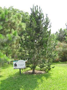 Botanischer Garten im
"Legendenpark" in Lima, Sumpfkiefer Botanischer Garten im
"Legendenpark" in Lima, Sumpfkiefer