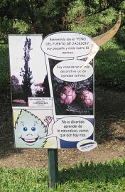 Botanischer
Garten im "Legendenpark" in Lima,
Tafel des Baums Callitris rhomboidae Botanischer Garten im
"Legendenpark" in Lima, Tafel des
Baums Callitris rhomboidae