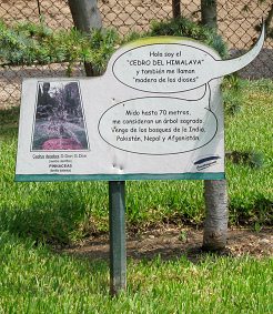 Botanischer Garten im
"Legendenpark" in Lima, Tafel der
Himalaya-Zeder Botanischer Garten im
"Legendenpark" in Lima, Tafel der
Himalaya-Zeder