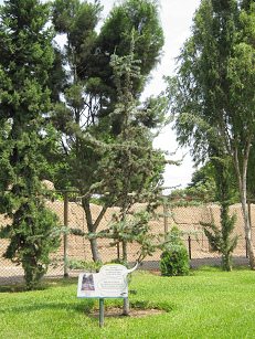 Botanischer Garten im
"Legendenpark" in Lima,
Himalaya-Zeder Botanischer Garten im
"Legendenpark" in Lima,
Himalaya-Zeder