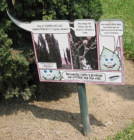 Botanischer
Garten im "Legendenpark" in Lima,
Tafel der Zeder Cedrus sempervirens Botanischer Garten im
"Legendenpark" in Lima, Tafel der
Zeder Cedrus sempervirens