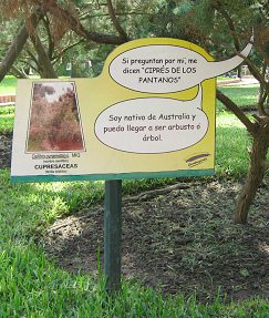 Botanischer Garten im
"Legendenpark" in Lima, die Tafel
des Baums Callitris pyramidalis Botanischer Garten im
"Legendenpark" in Lima, die Tafel
des Baums Callitris pyramidalis