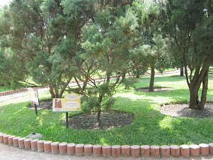 Botanischer Garten im
"Legendenpark" in Lima, Callitris
pyramidalis Botanischer Garten im
"Legendenpark" in Lima, Callitris
pyramidalis