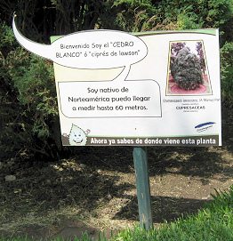 Botanischer
Garten im "Legendenpark" in Lima,
die Tafel der Lawsons Scheinzypresse Botanischer Garten im
"Legendenpark" in Lima, die Tafel
der Lawsons Scheinzypresse