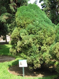 Botanischer Garten im
"Legendenpark" in Lima,
Arizona-Zypresse Botanischer Garten im
"Legendenpark" in Lima,
Arizona-Zypresse