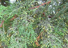 Botanischer
Garten im "Legendenpark" in Lima,
Gowens Zypresse, Nahaufnahme Botanischer Garten im
"Legendenpark" in Lima, Gowens
Zypresse, Nahaufnahme