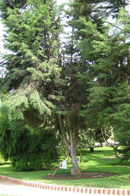 Botanischer Garten
im "Legendenpark" in Lima,
Monterrey-Zypresse Botanischer Garten im
"Legendenpark" in Lima,
Monterrey-Zypresse