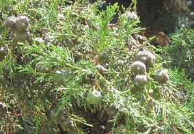 Botanischer Garten im
"Legendenpark" in Lima,
Monterrey-Zypresse, Nahaufnahme Botanischer Garten im
"Legendenpark" in Lima,
Monterrey-Zypresse, Nahaufnahme