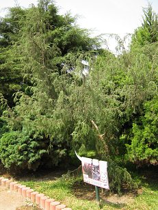 Botanischer Garten im
"Legendenpark" in Lima, Gemeiner
Wacholder Botanischer Garten im
"Legendenpark" in Lima, Gemeiner
Wacholder