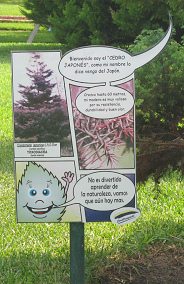 Botanischer Garten im
"Legendenpark" in Lima, die Tafel
der Sicheltanne Botanischer Garten im
"Legendenpark" in Lima, die Tafel
der Sicheltanne