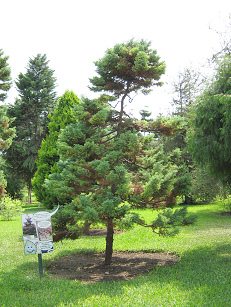 Botanischer Garten im
"Legendenpark" in Lima, Sicheltanne Botanischer Garten im
"Legendenpark" in Lima, Sicheltanne