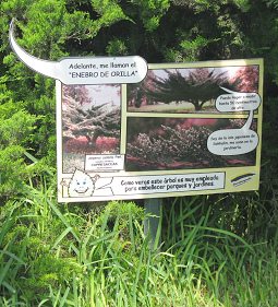 Botanischer Garten
im "Legendenpark" in Lima, die Tafel
des Kriechwacholder Botanischer Garten im
"Legendenpark" in Lima, die Tafel
des Kriechwacholder