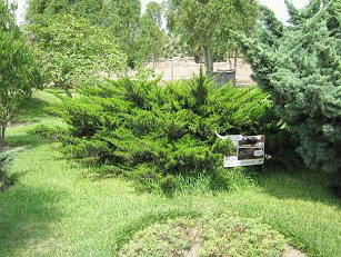 Botanischer Garten im
"Legendenpark" in Lima, der
Kriechwacholder Botanischer Garten im
"Legendenpark" in Lima, der
Kriechwacholder