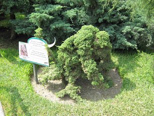 Botanischer Garten im
"Legendenpark" in Lima, Japanischer
Lebensbaum Botanischer Garten im
"Legendenpark" in Lima, Japanischer
Lebensbaum