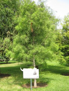 Botanischer Garten im
"Legendenpark" in Lima, Echte
Sumpfzypresse Botanischer Garten im
"Legendenpark" in Lima, Echte
Sumpfzypresse